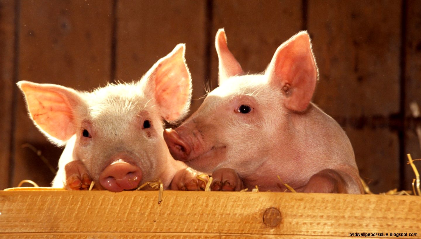 24 Pig HD Wallpapers Backgrounds Wallpaper Abyss 24 Pig HD Wallpapers Backgrounds Wallpaper Abyss