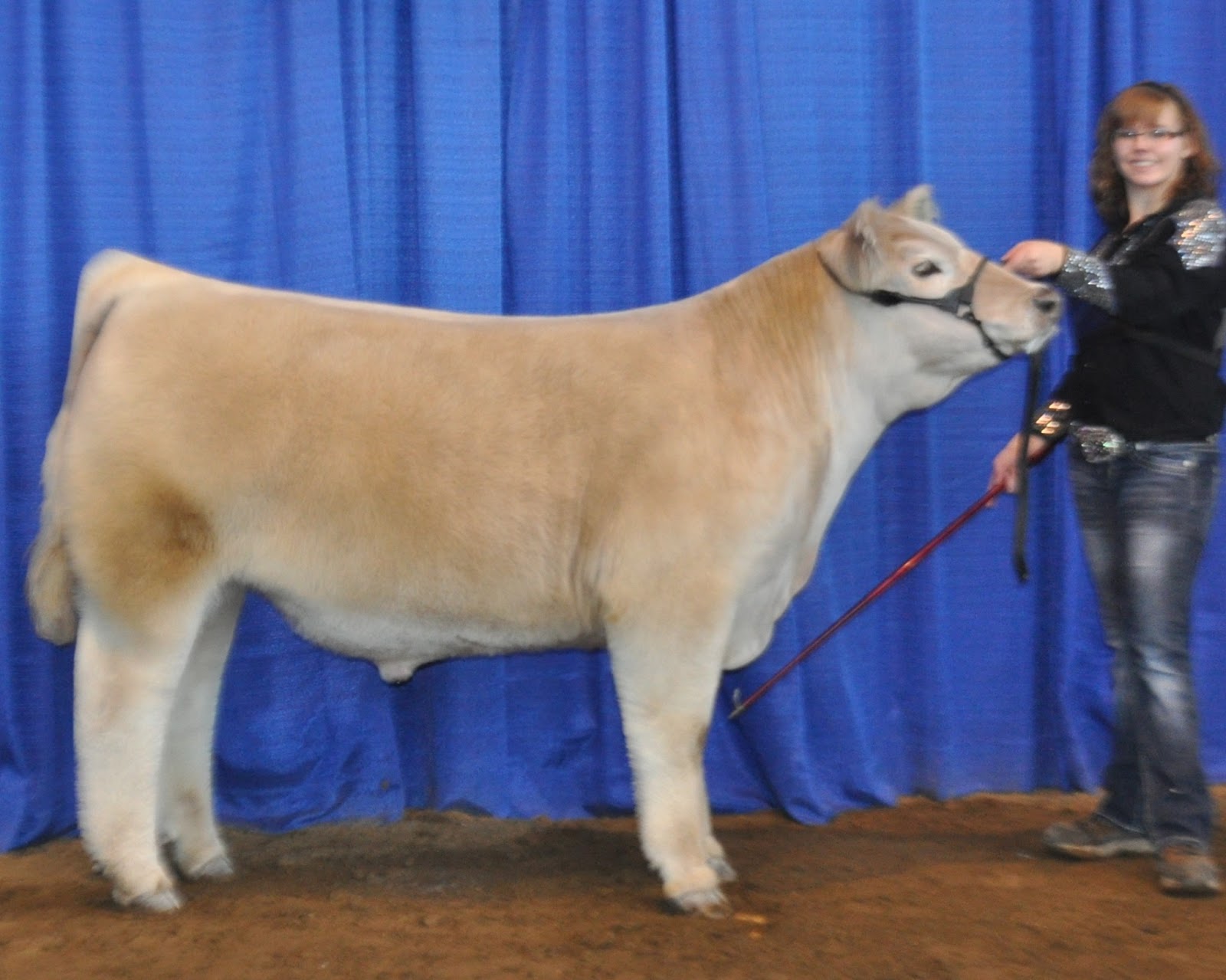 Lautner Farms Iowa Beef Expo Charolais Steers