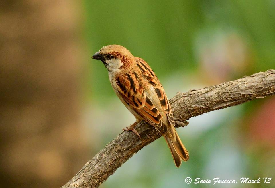 Chimini - House Sparrow