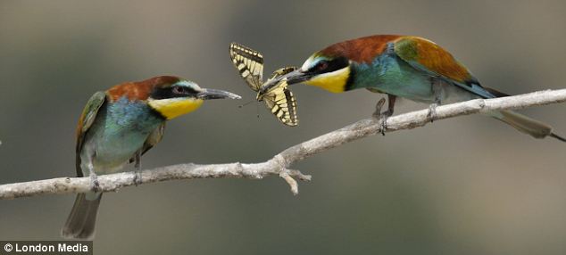 european bee eater bird, sharing is caring, bird shares food with mate, cute bird pictures, amazing animals