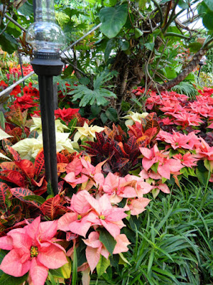 Allan Gardens Conservatory Christmas Flower Show 2015 poinsettias crotons by garden muses-not another Toronto gardening blog
