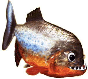 piranha1.gif