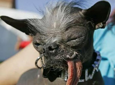 World's Ugliest Dogs