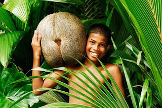 Giant coconut
