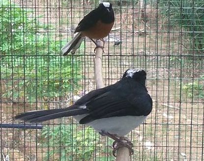 Cara Cara Ternak Kacer Burung Primadona Kicau Mania