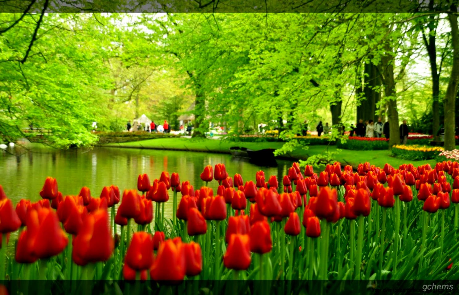 Holland Tulip Gardens HD Wallpapers HD Nature Wallpapers Holland Tulip Gardens HD Wallpapers HD Nature Wallpapers