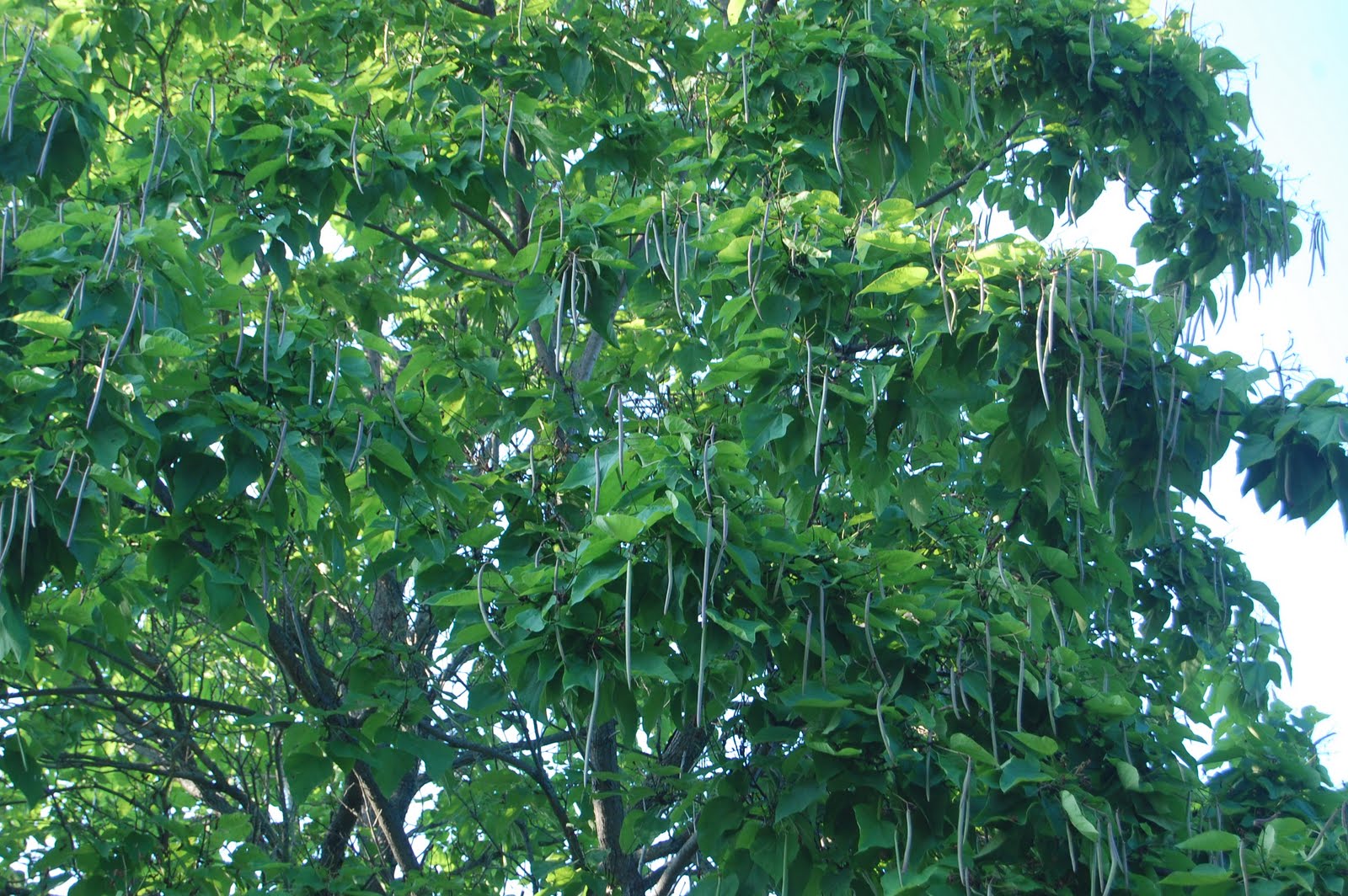 Catalpa Seeds