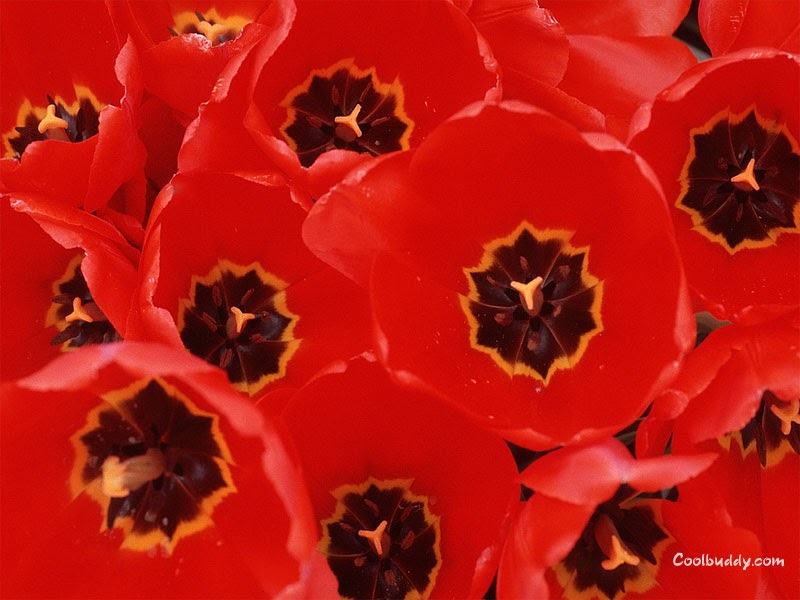 Flower Photos Red color flower