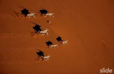 Animal pictures which are Migrating from Africa