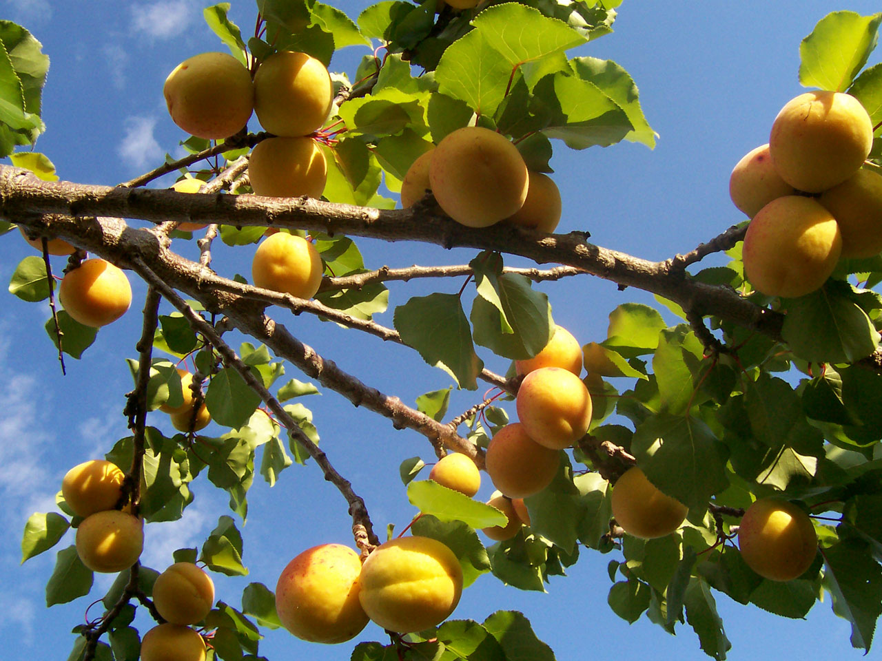 Fruit Warehouse Apricot ( Prunus armeniaca )