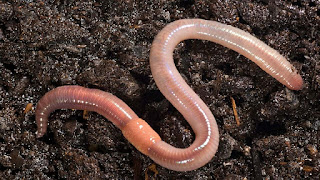 download earthworm download earthworm