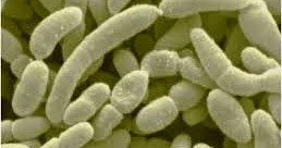 dunia bioteknologi: APA YANG DIGUNAKAN DALAM FERMENTASI?