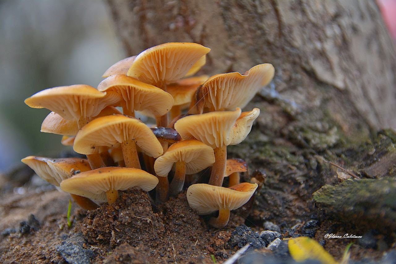DSC_7249.jpg