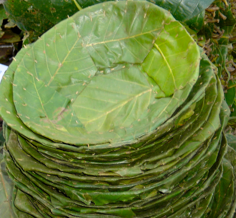 100 Organic and Biodegradable TAPARI High Quality EcoFriendly Leaf Plates