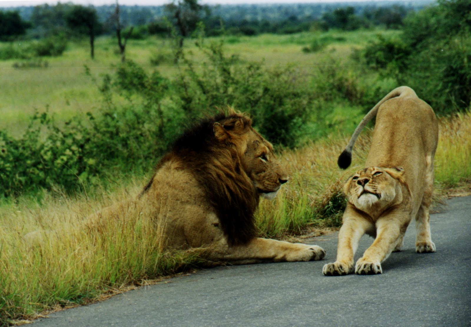 Live Wallpapers Free Download Beautiful Animals Safaris Fun Facts About Baby Lion Cubs In The Wild