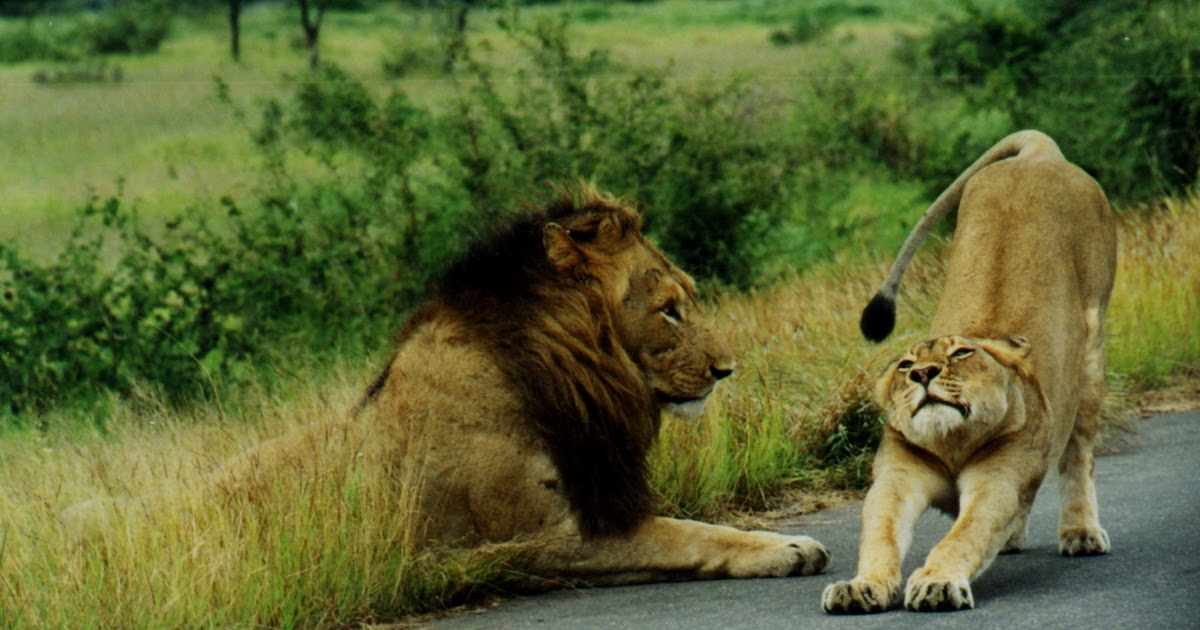 Beautiful Animals Safaris: Fun facts about baby lion cubs in the wild