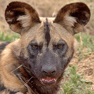 dangerous face of african painted dog