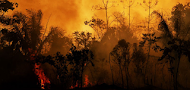 Hay que derrotar a Bolsonaro para salvar el medio ambiente