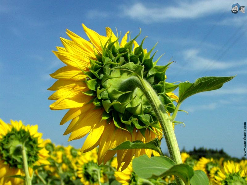 Free flower HD wallpapers 2013 ~ One-Magazines