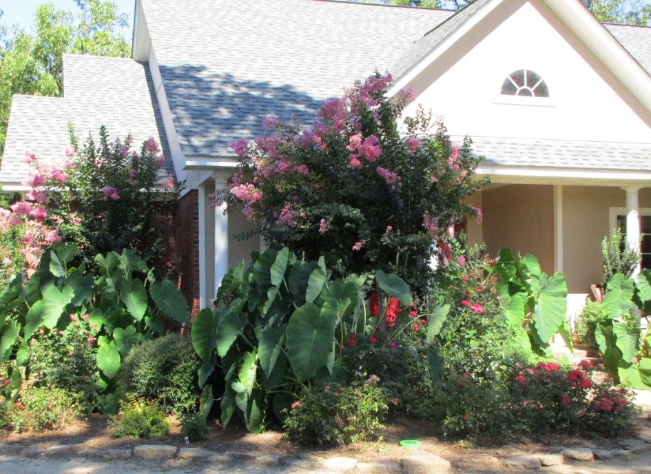 A Barefoot Day Limelights