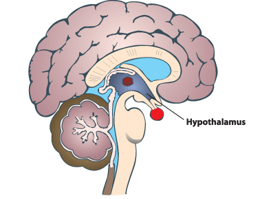 Hypothalamus Gland is responsible for your weight control storage of body fat