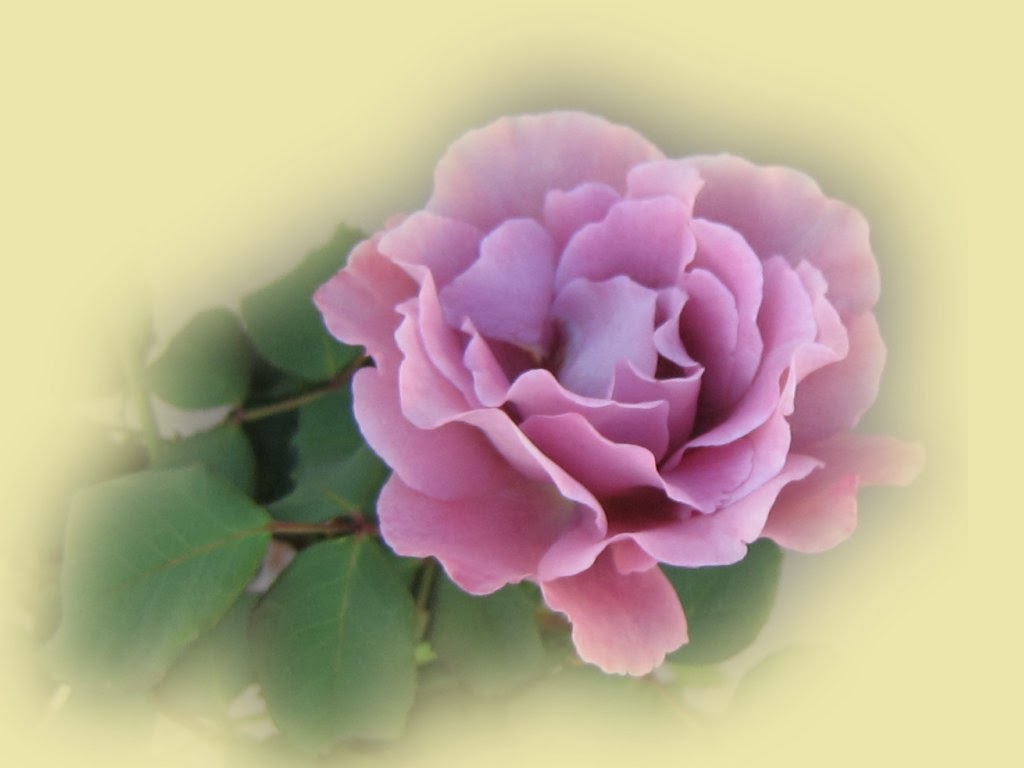 Pink and Purple Rose Wallpapers - keywords HERE