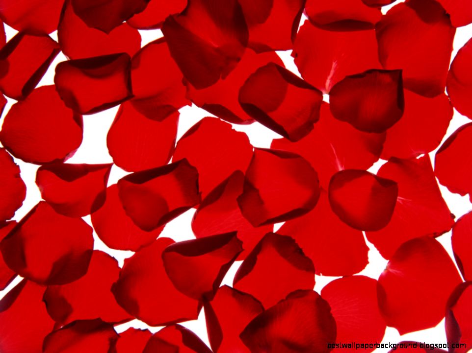 pattern flower beautiful red pattern flower beautiful red