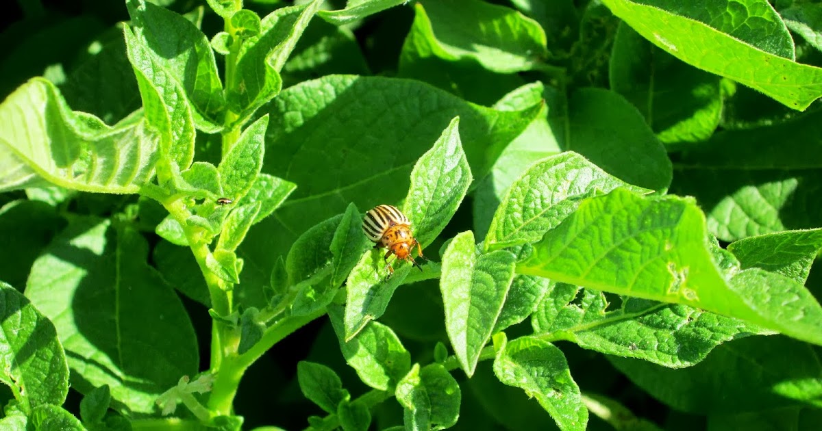Dwyer's Farmhouse: Potato Bugs