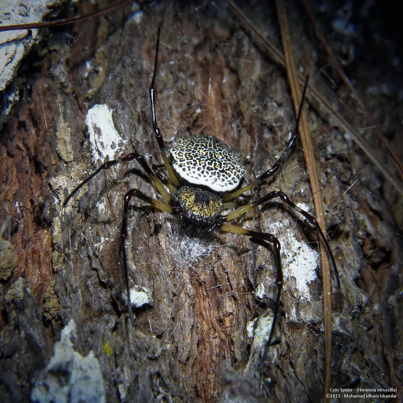 Indonesian Bugs & Others Coin Spider from Manglayang Mt.