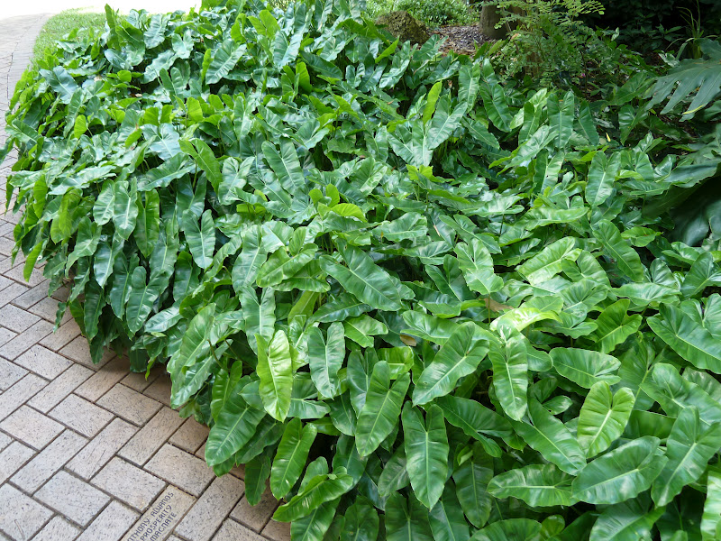 Atlas De Plantas Exoticas Cultivadas Em Portugal I Philodendron Burle Marxii
