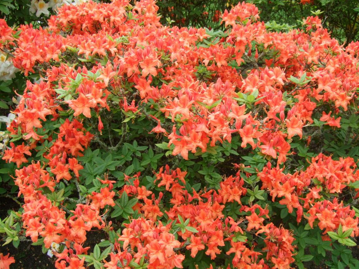 Alternative Eden Exotic Garden Azaleas at Kew Gardens