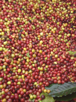 Coffee Cherries