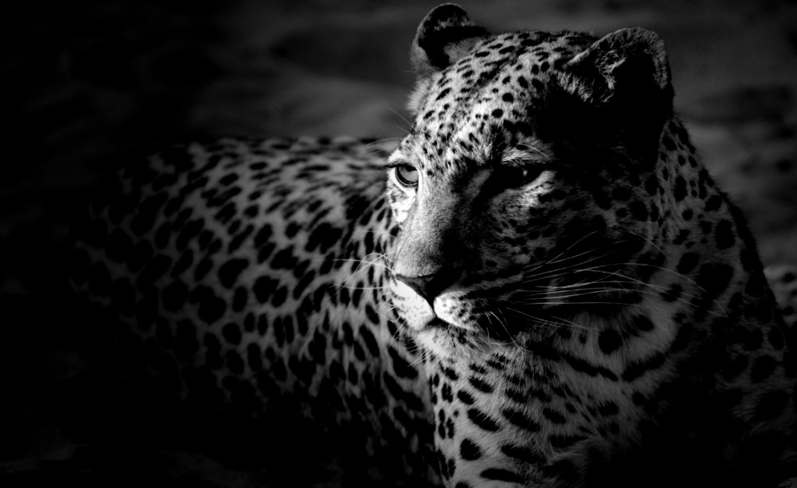 Black and White Jaguar Black and White Jaguar