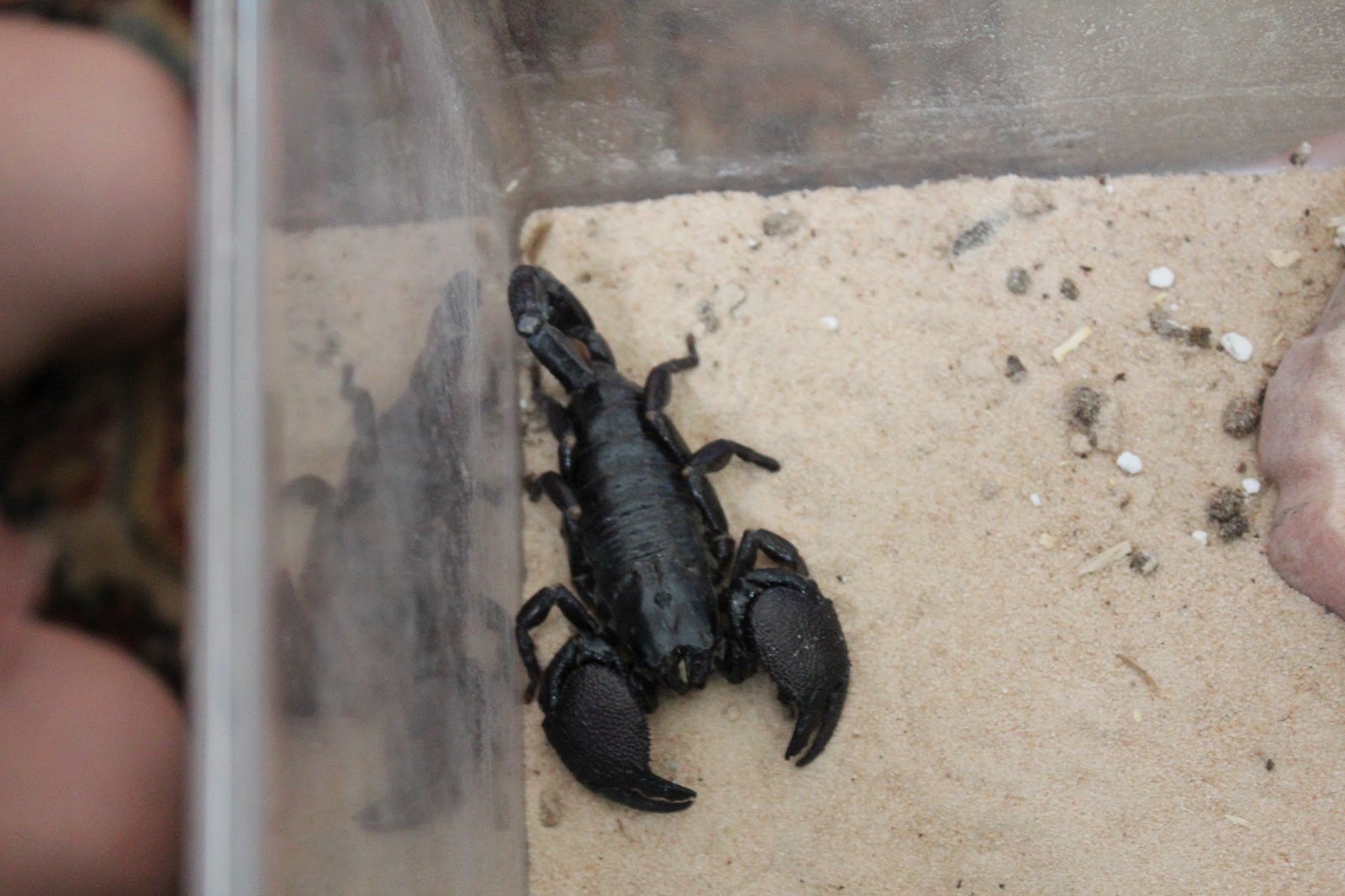 It's All Fun & Games Until a Chinchilla Gets Loose • Motherhood and More