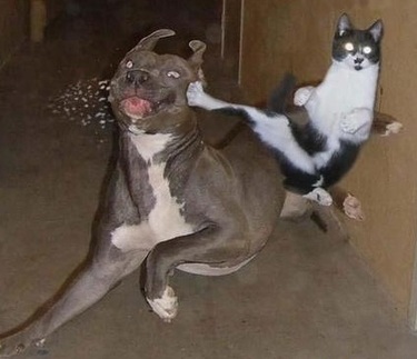 Cat Universe Cats+versus+vs+dogs+fight+kitty+wins+ninja