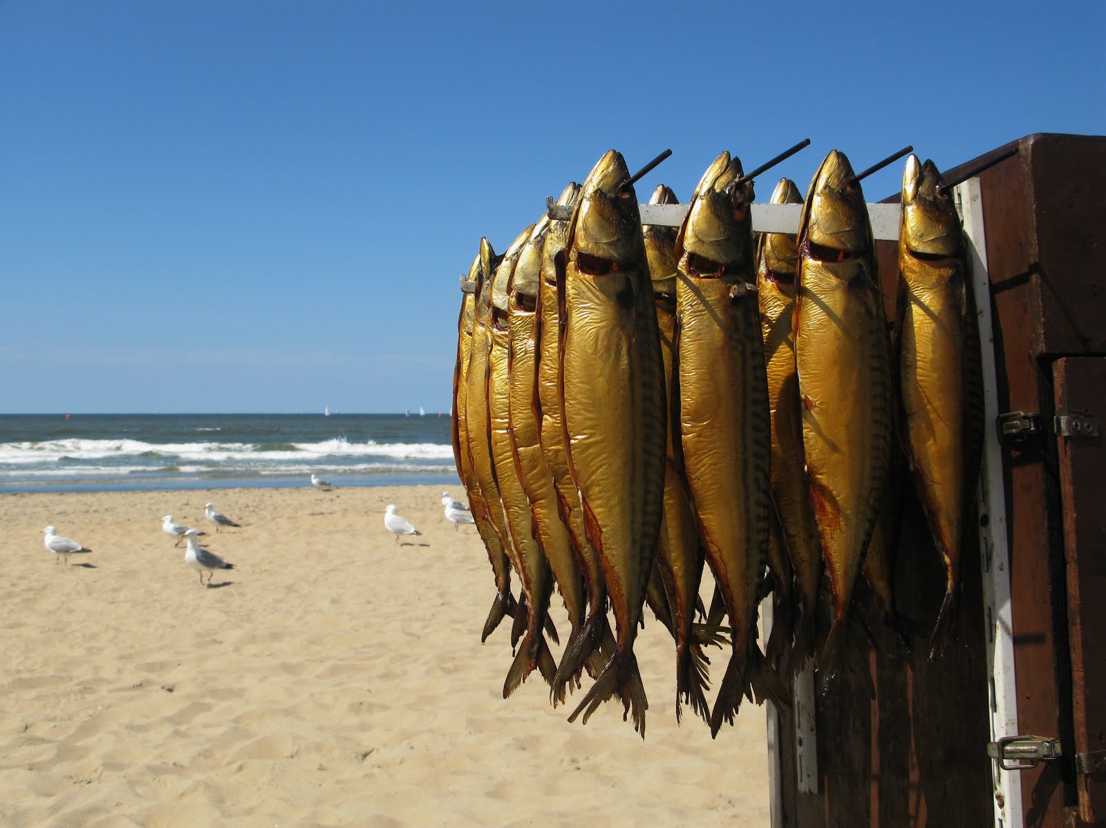 Makrelen roken op het Skuytevaert-strand
