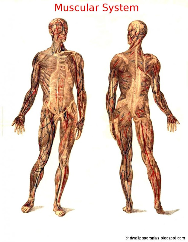 Human AnatomyGross Anatomy Wikibooks open books for an open world Human AnatomyGross Anatomy Wikibooks open books for an open world