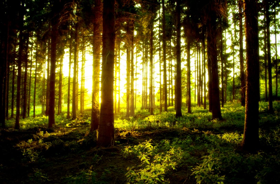 Forest at Sunset by YtooB on DeviantArt Forest at Sunset by YtooB on DeviantArt