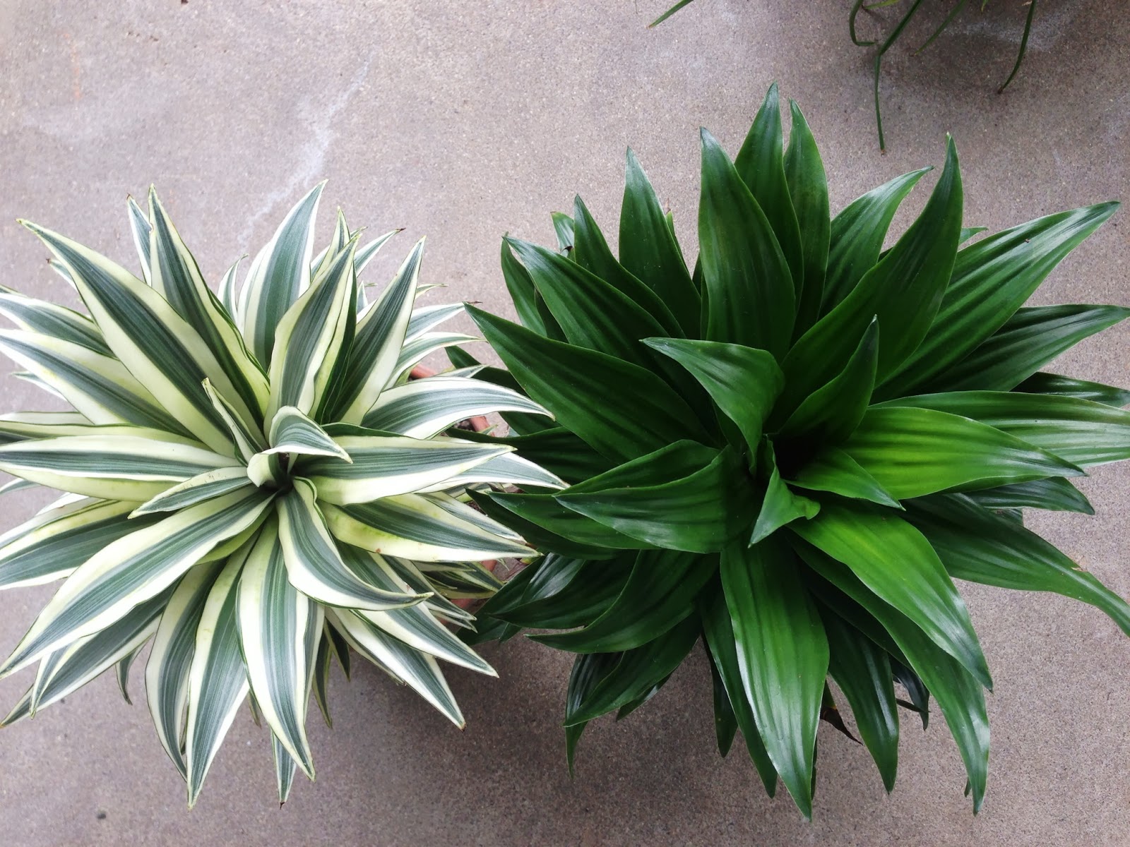 My Life of Plants Dracaena Craig Compacta and