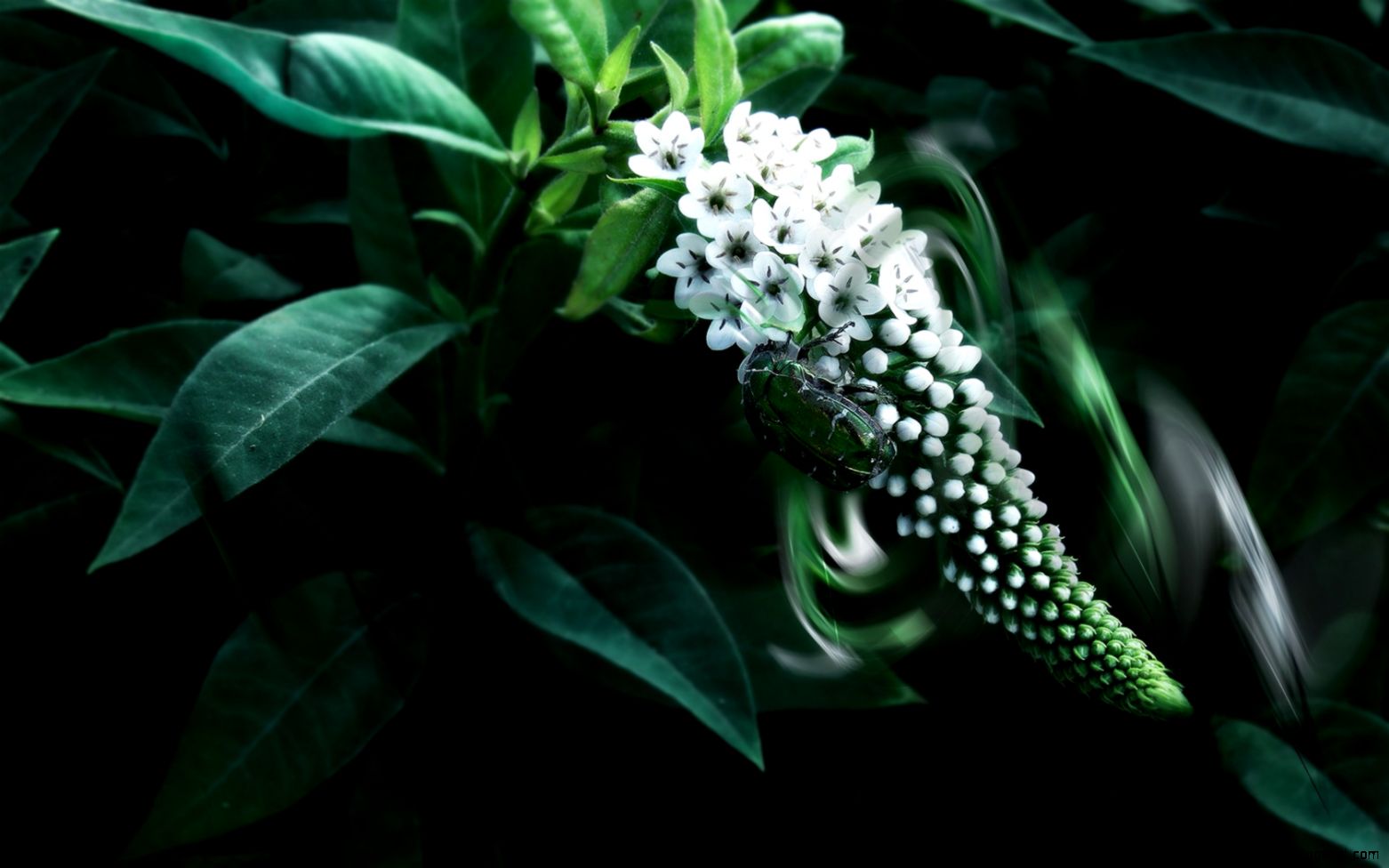 Green Bug Over White Flower wallpaper Best HD Wallpapers Green Bug Over White Flower wallpaper Best HD Wallpapers