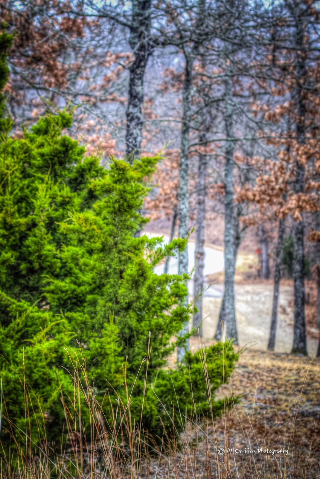 Our Eyes Upon Missouri The Evergreen