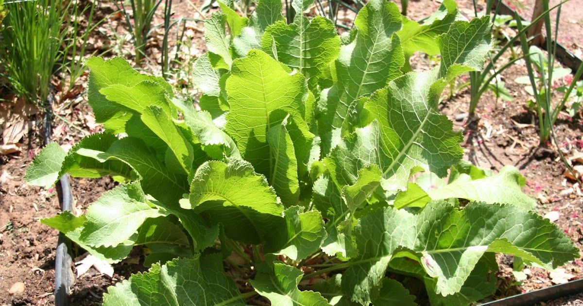 Practical Biology science for everyone Horseradish plant from the