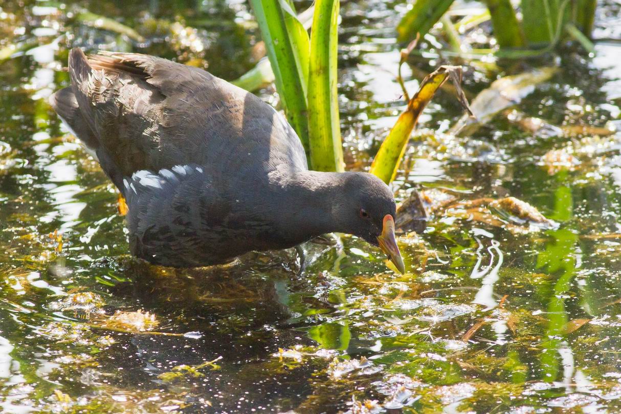 Lesser Moorhen