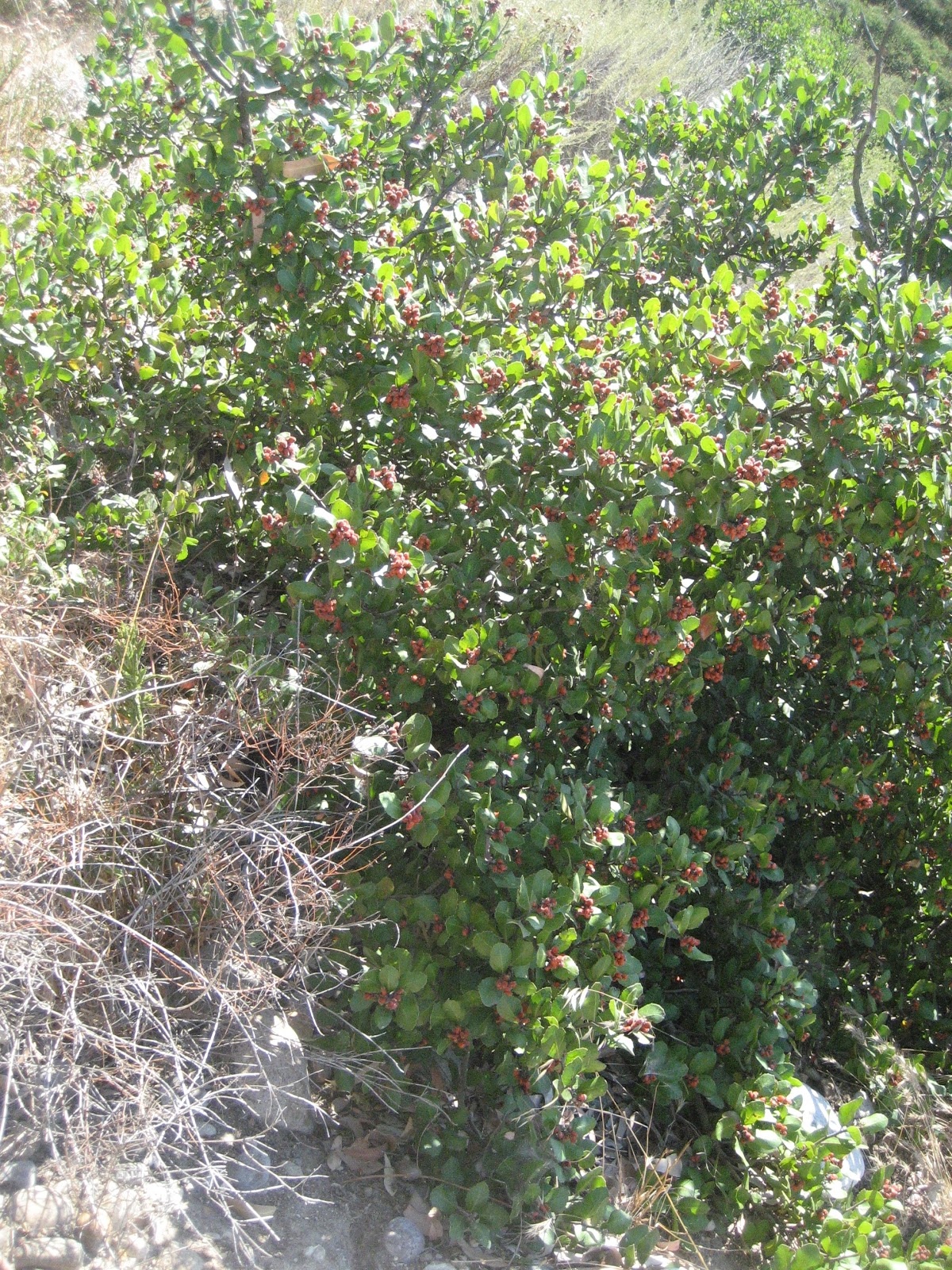 Lemonade Berry Plant