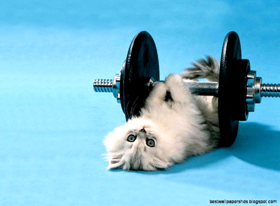 Funny Moving Wallpapers Wallpapers Mela Funny Moving Wallpapers Wallpapers Mela