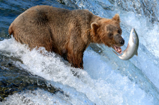 Bear+Fishing.jpg