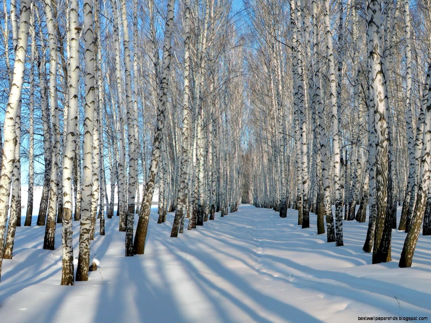 Winter Birch Tree Forest Winter Birch Tree Forest
