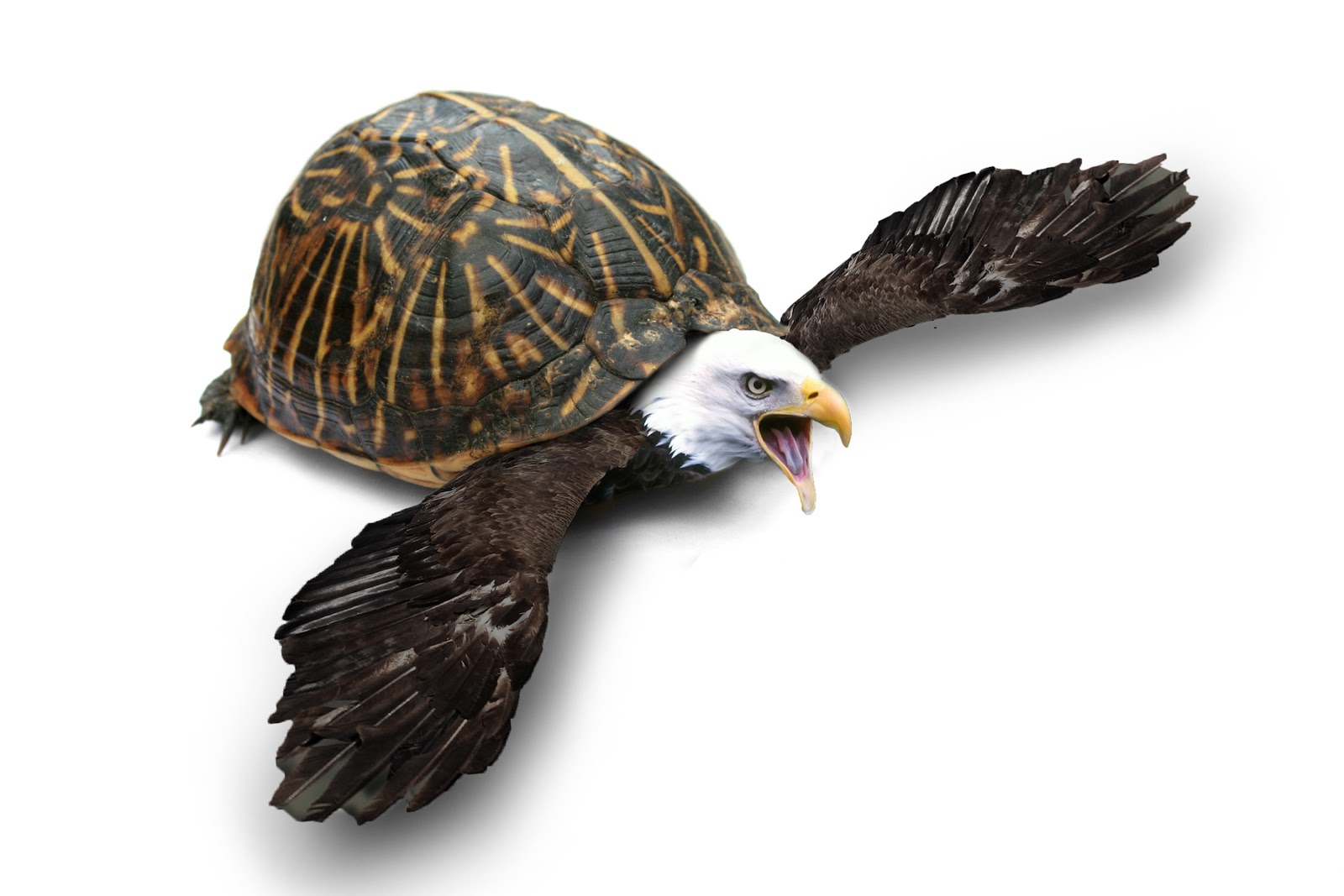 I see Eagle She see's Turtle. r/pics