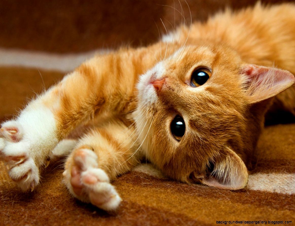 Cute Cat Glance Animal Wallpaper