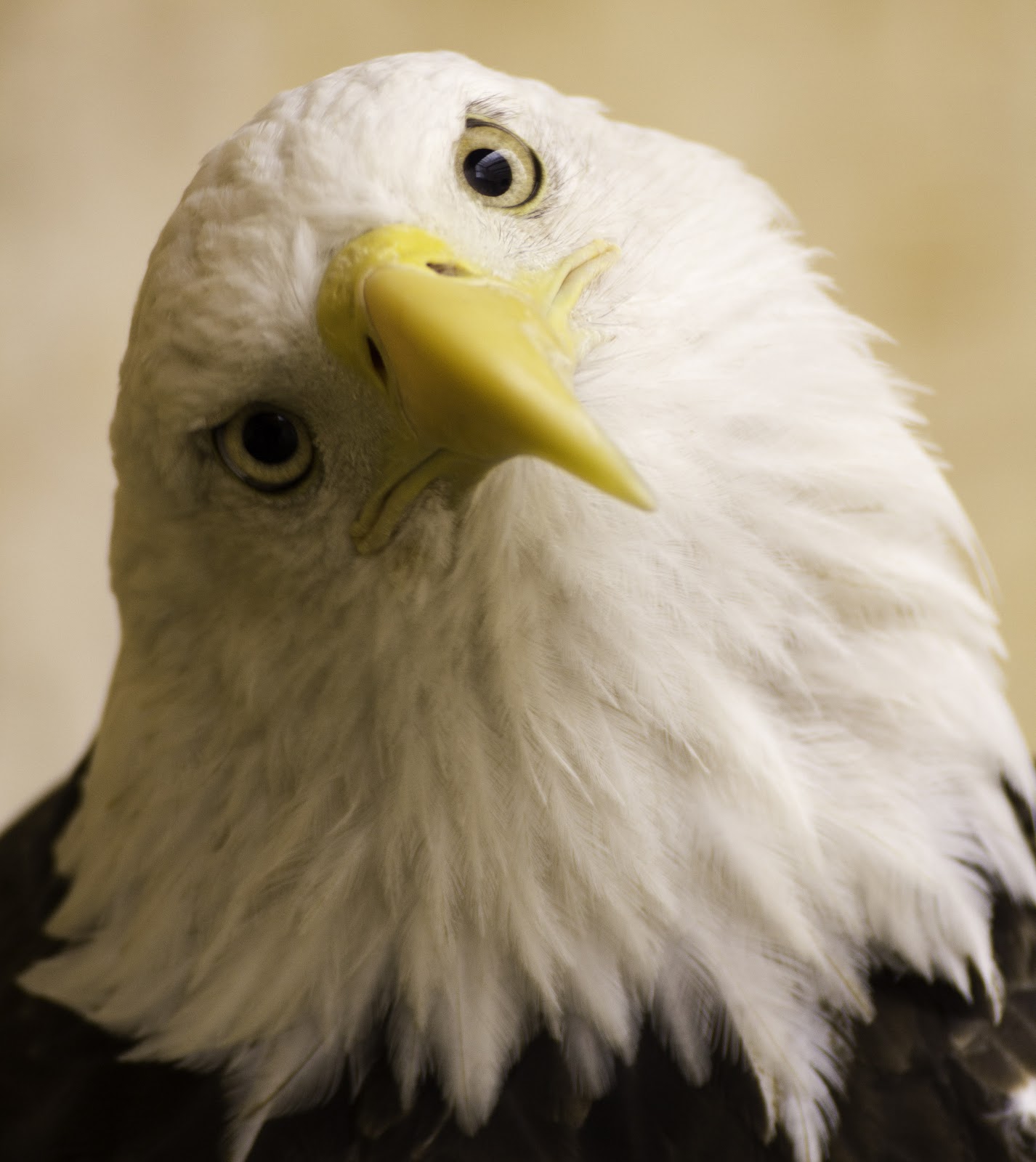 Zuni Sanctuary — ER for Eagles